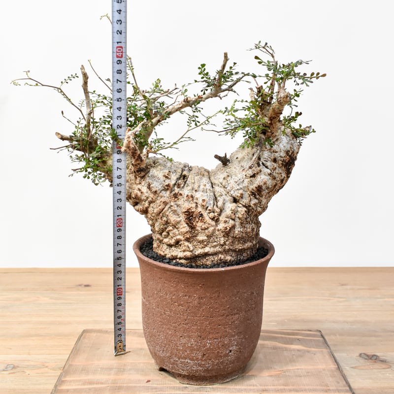 RAFLUMコレクション】オペルクリカリア パキプス 