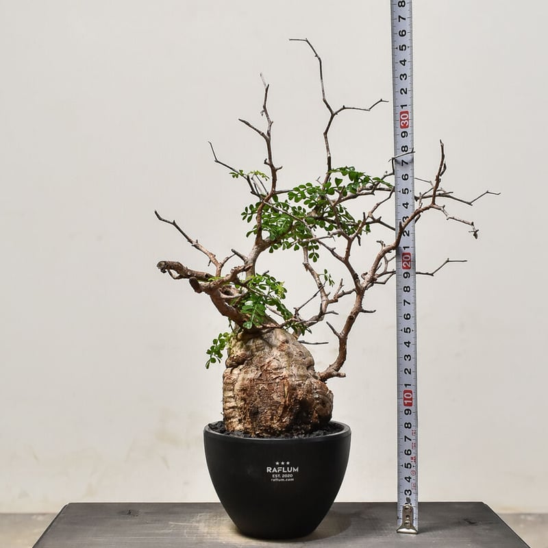 オペルクリカリア パキプス （発根済み）RF231574 | RAFLUM / ラフラム