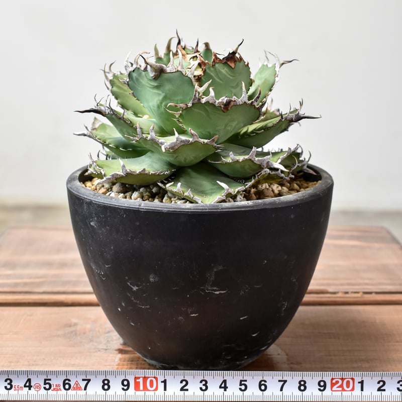 アガベ チタノタ フィリグリー