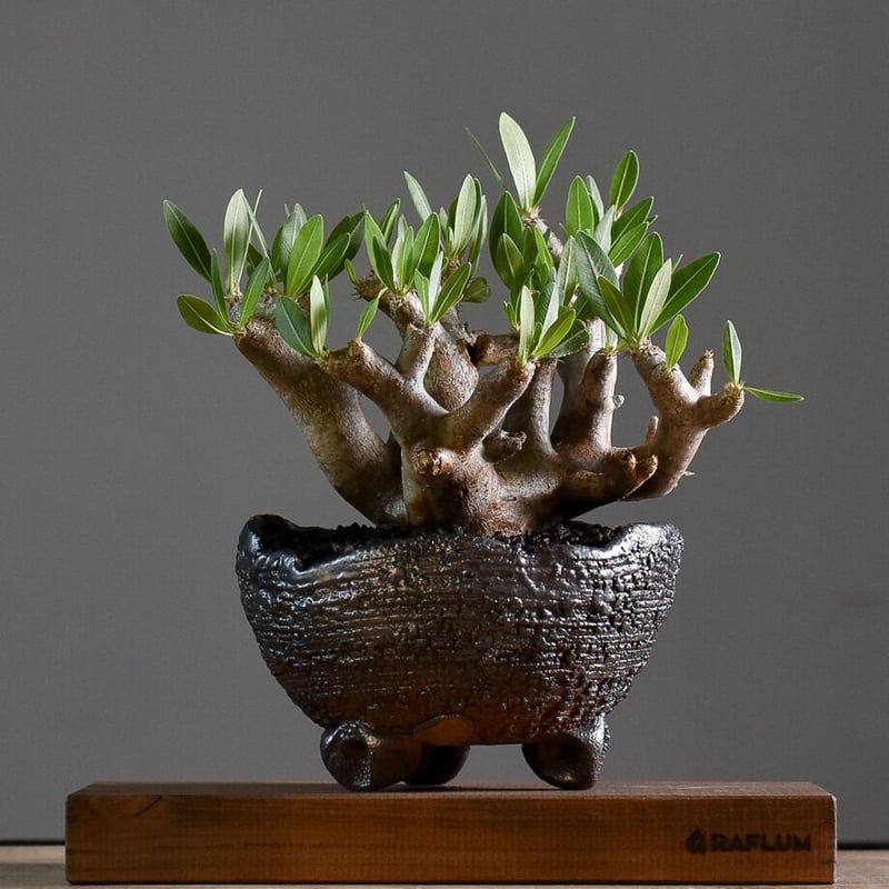 パキポディウム ブレビカリックス Lサイズ【注目の1株！！どっしりと