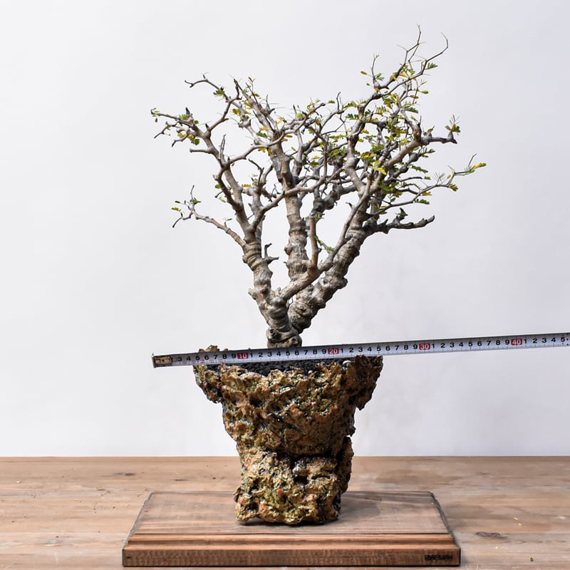 センナ メリディオナリス 