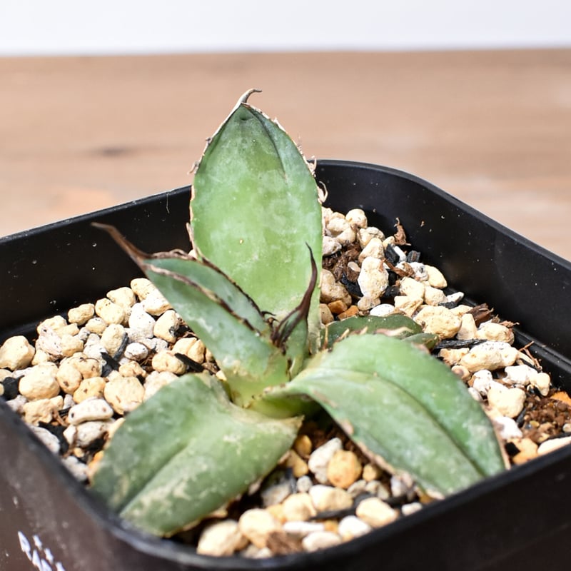 アガベ チタノタ 