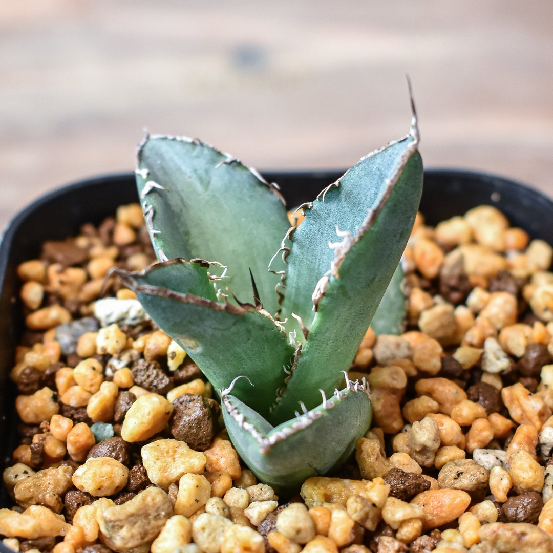 アガベ チタノタ 