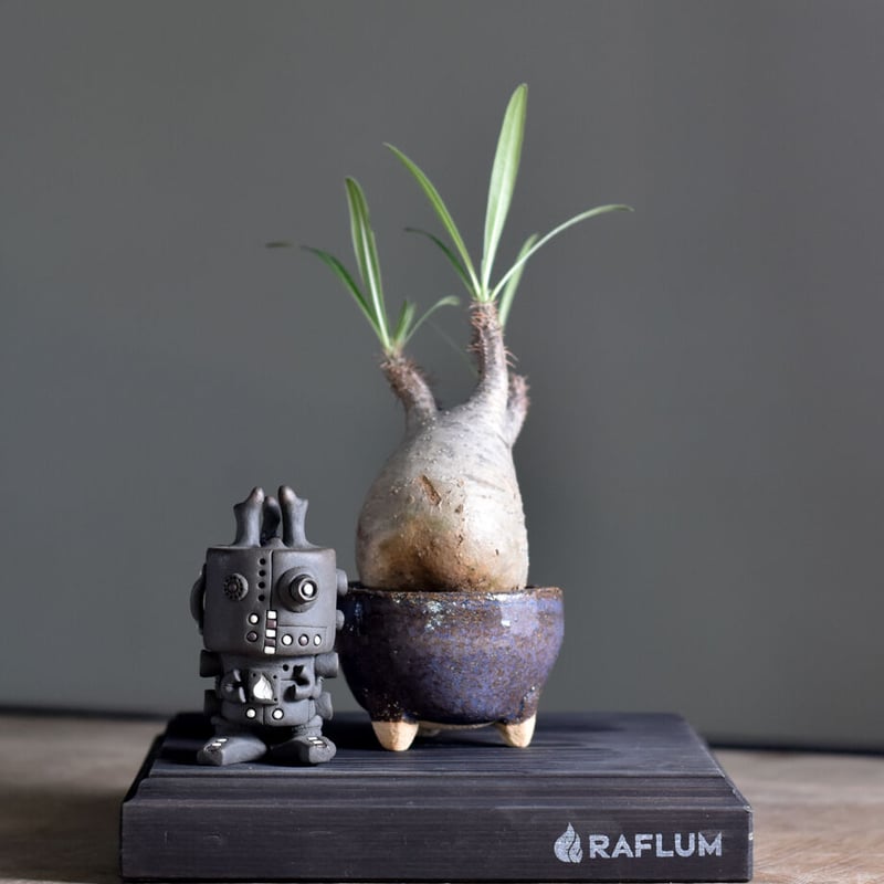 パキポディウム グラキリス (現地球) RF22476 | RAFLUM / ラフラ