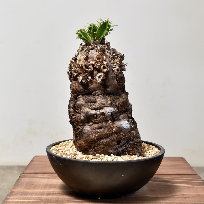 ユーフォルビア ムランジーナ 【発根済み】GM231964 | RAFLUM