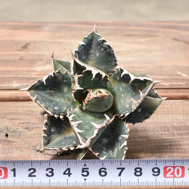 アガベ チタノタ 