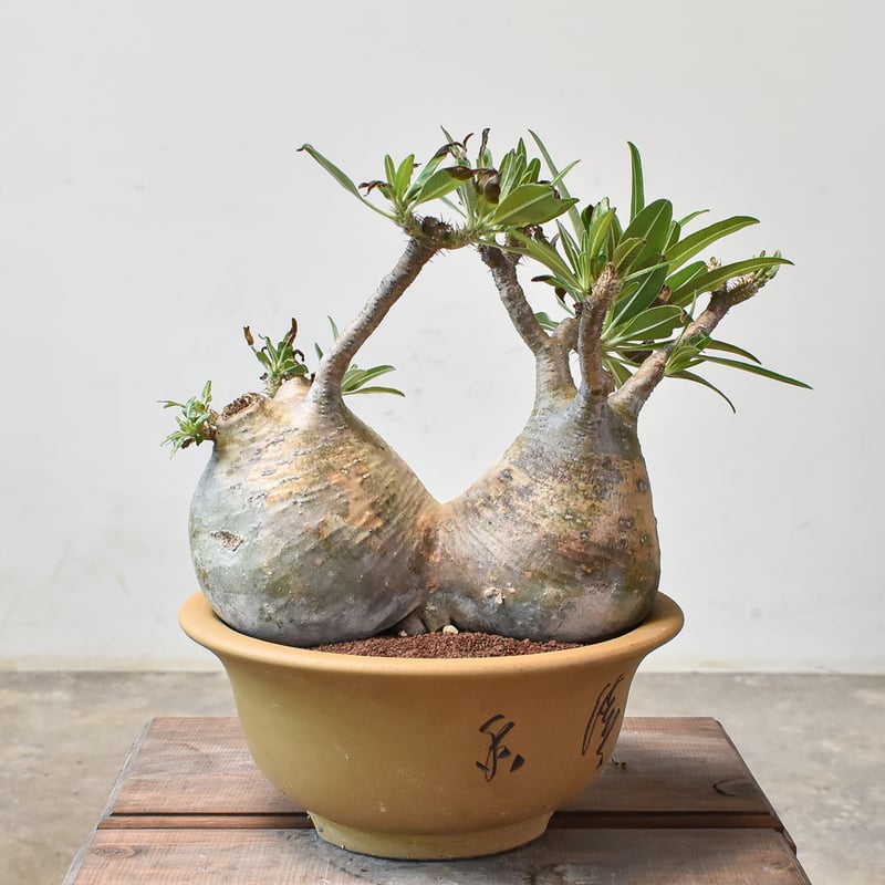 RAFLUMコレクション】パキポディウム グラキリス 