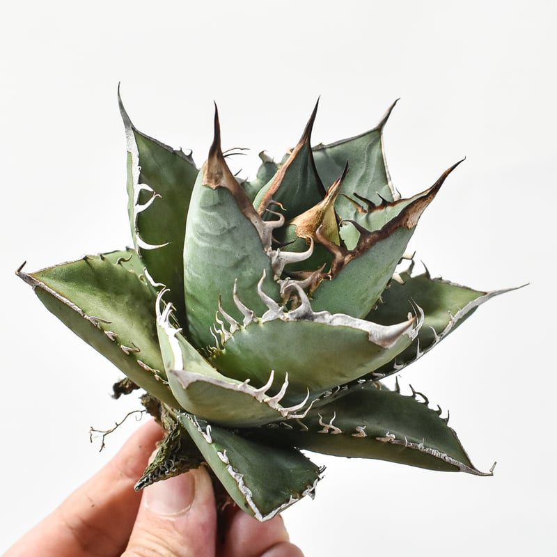 国内実生最高峰】アガベ オテロイ【OSPセレクト株 / 抜き苗 / 実生】42