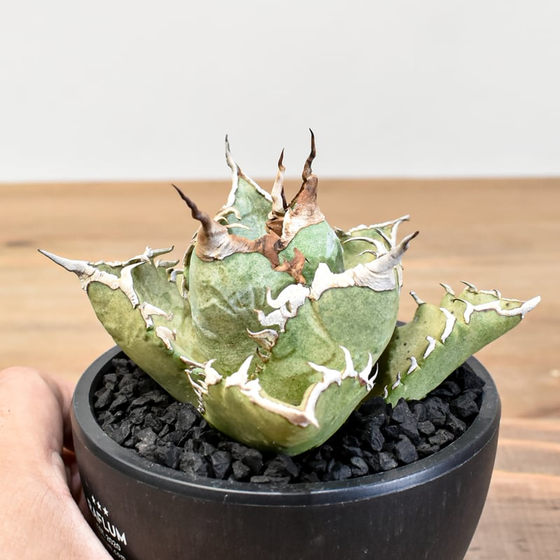 アガベ チタノタ ソーラーエクリプス 