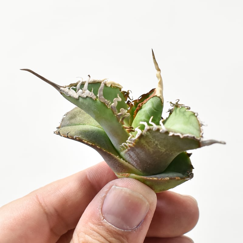 アガベ チタノタ ゴジラ 