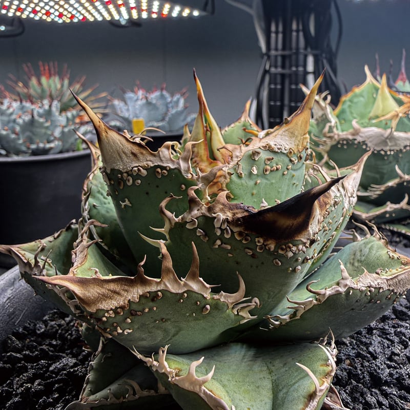 アガベ チタノタ 