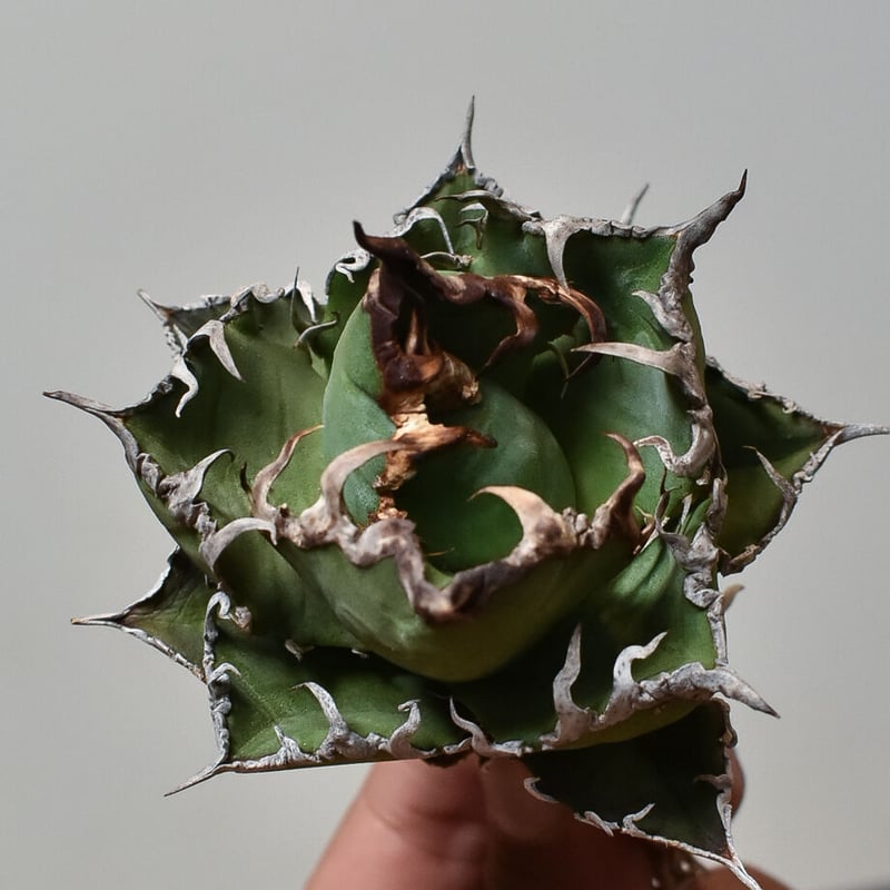 アガベ チタノタ 