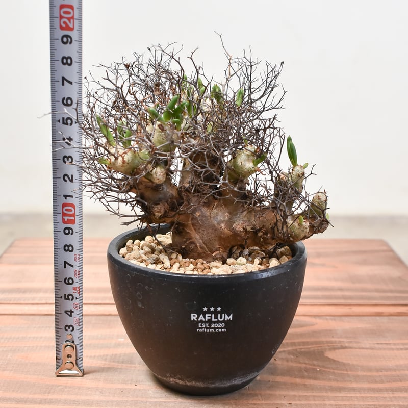 チレコドン レティキュラーツス 