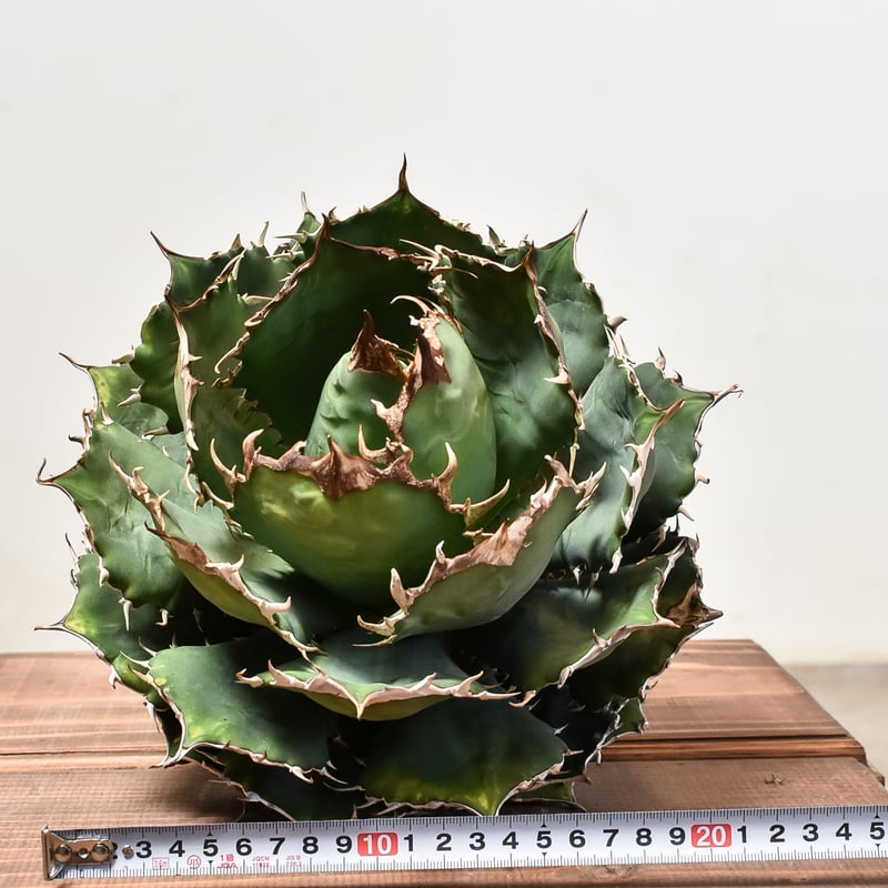 アガベ チタノタ オテロイ 