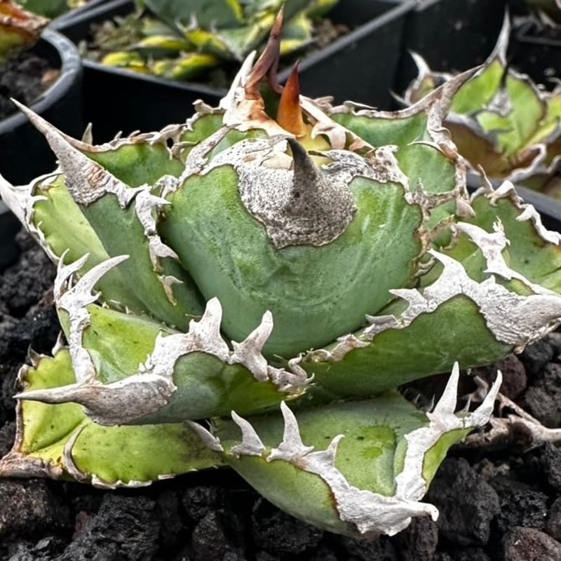 アガベ チタノタ ホオジロザメ 