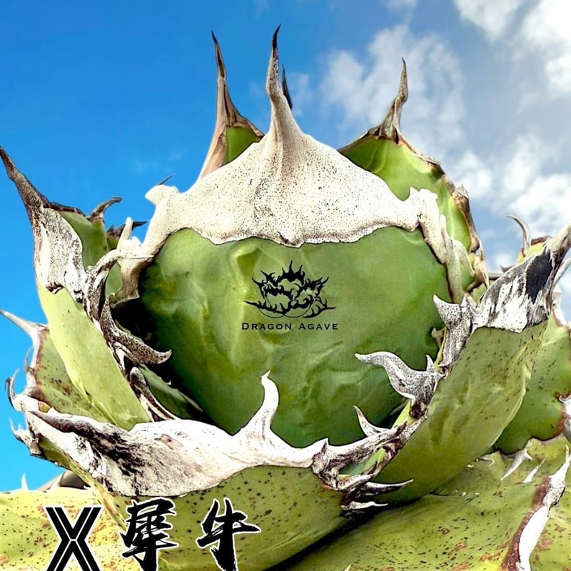 アガベ チタノタ 