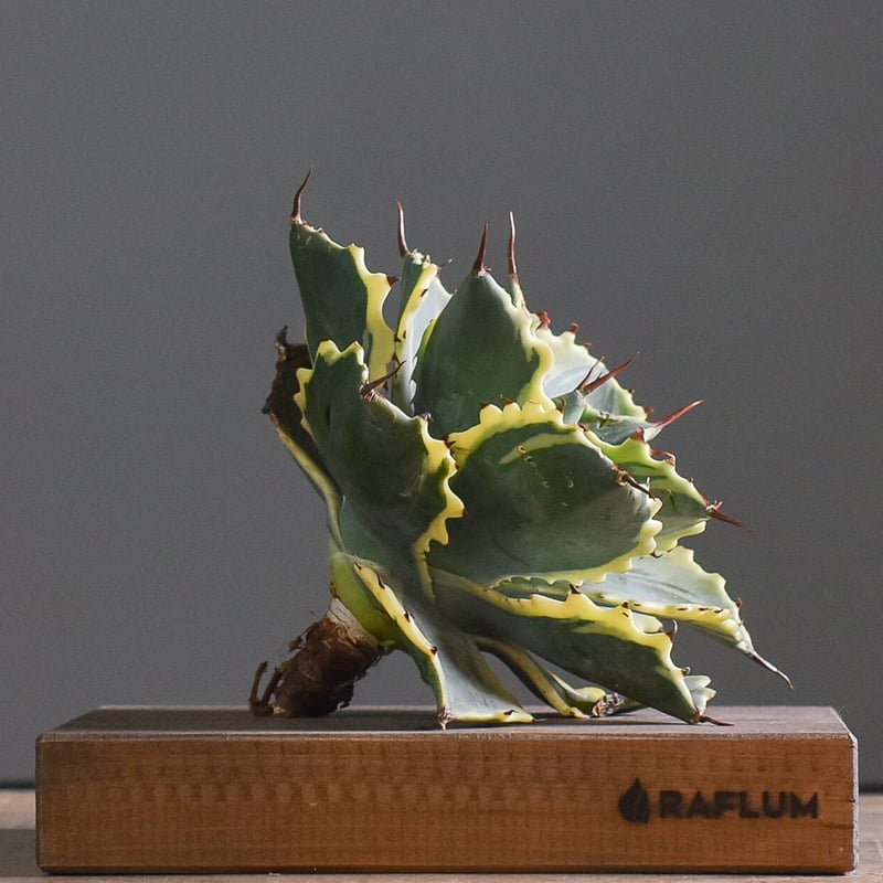 アガベ 怒雷神 錦（抜き苗販売）【ワイドリーフに斑入りの葉がとても