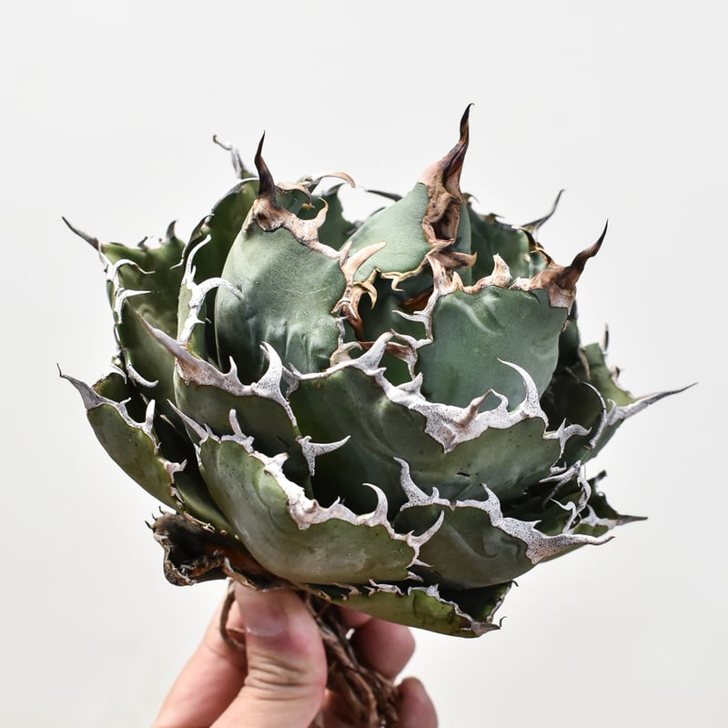 アガベ チタノタ 白鯨 