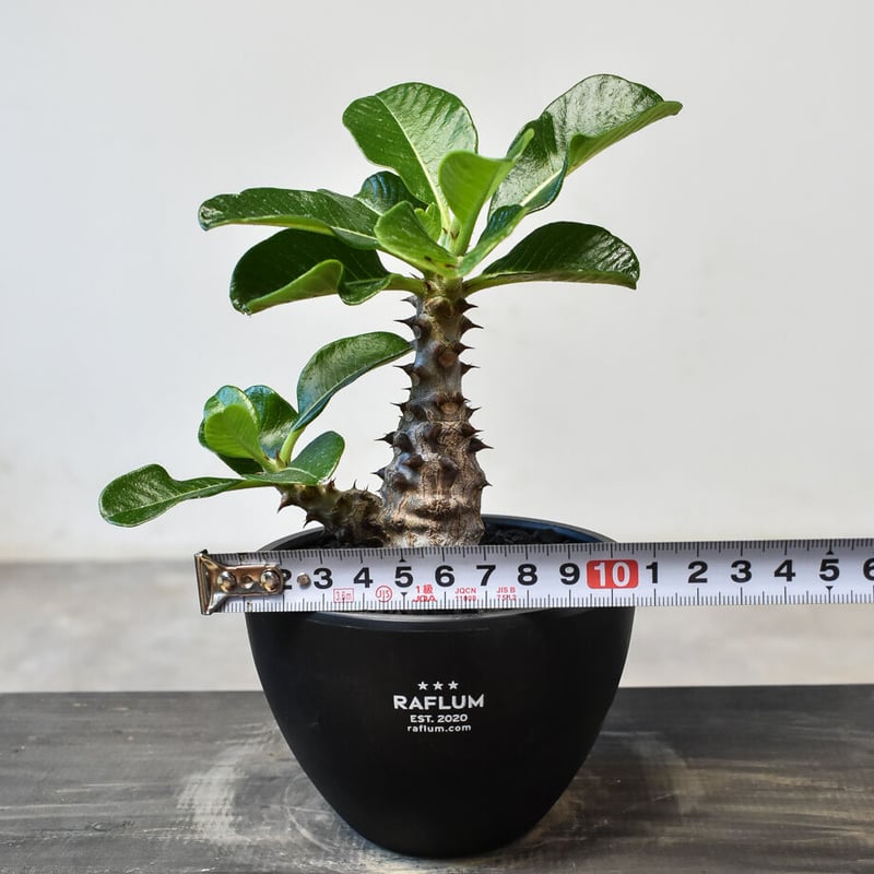 パキポディウム ウィンゾリー （実生）RF231721(T) | RAFLUM