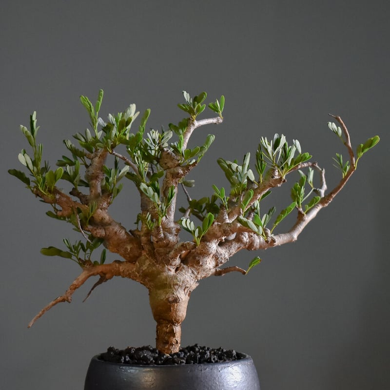 センナ メリディオナリス 【市場価値も高騰中！！盆栽のような雰囲気を