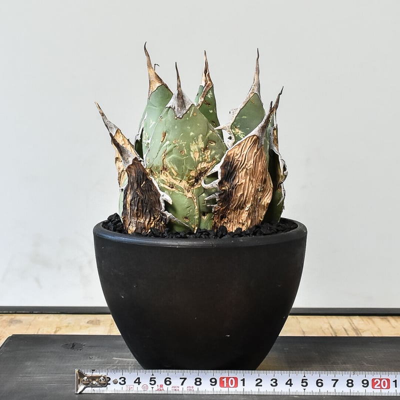 アガベ オアハカ 