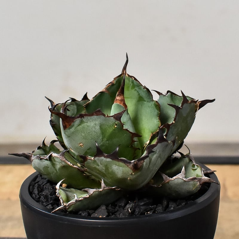 アガベ チタノタ ブラックアンドブルー 