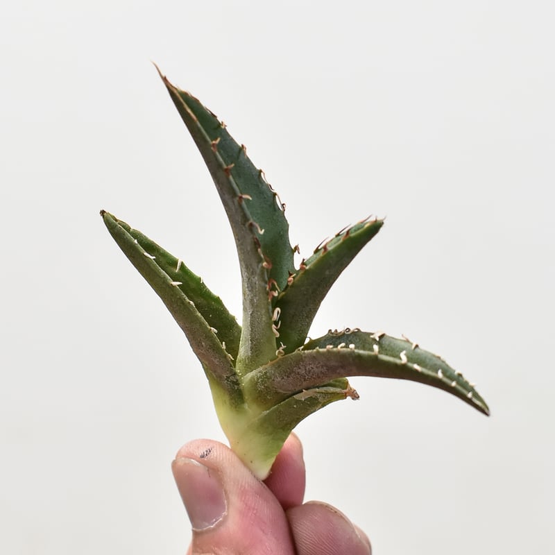 アガベ チタノタ チーター 