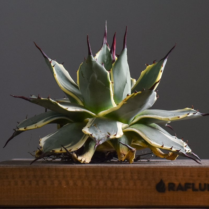 アガベ クリームスパイク （抜き苗販売）【グリーンとクリームの