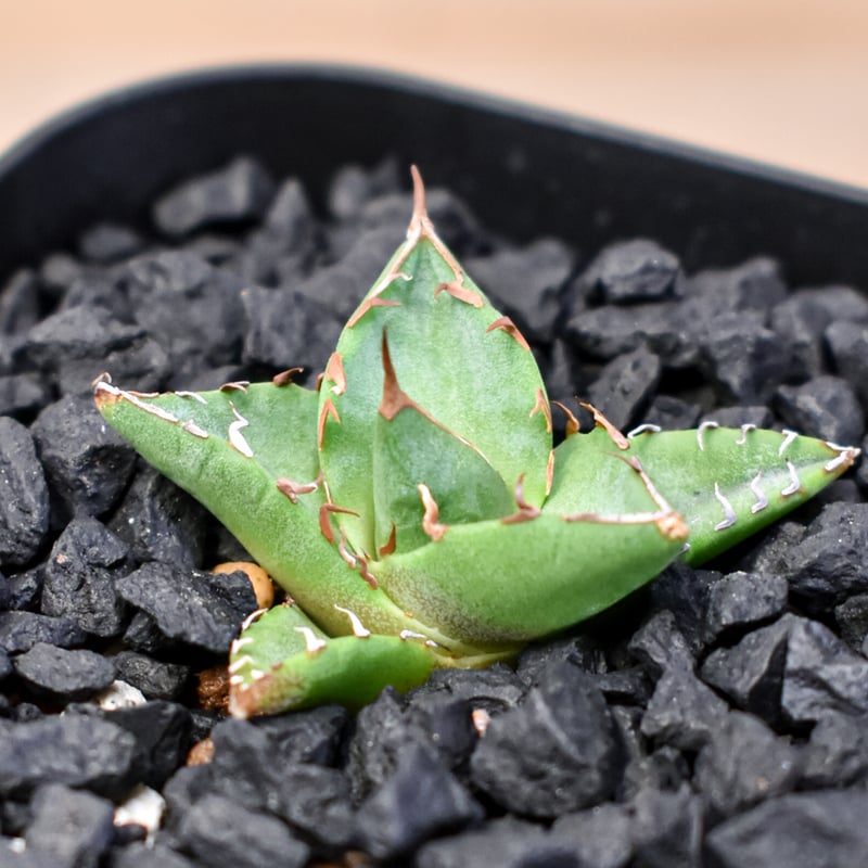 アガベ Dennis hybrid ホリダ×鬼爪（026） 