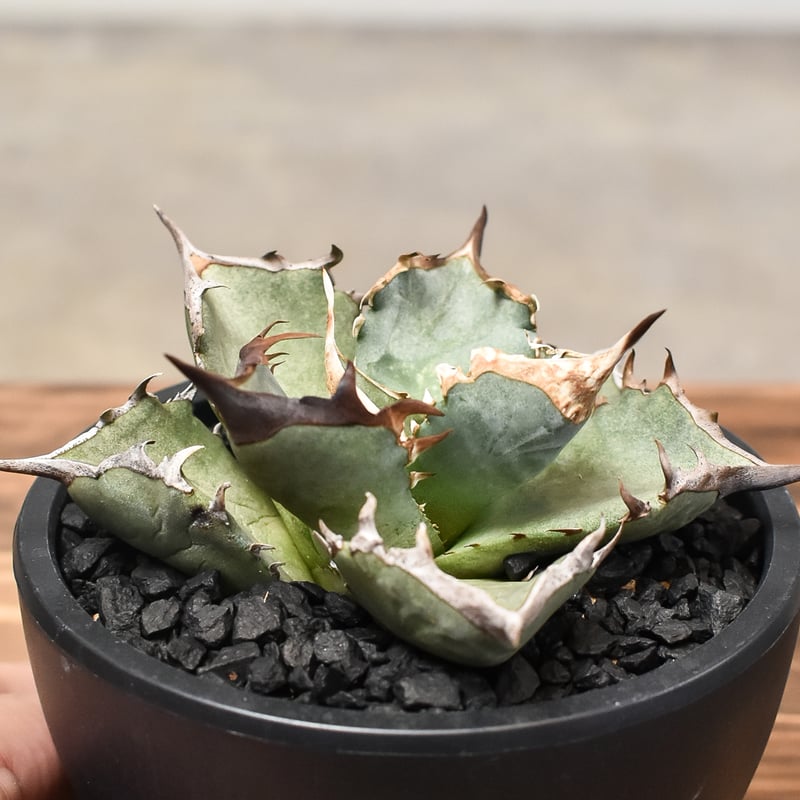 アガベ チタノタ アガベ チタノタ “阿修羅” “阿修羅丸” (発根済み