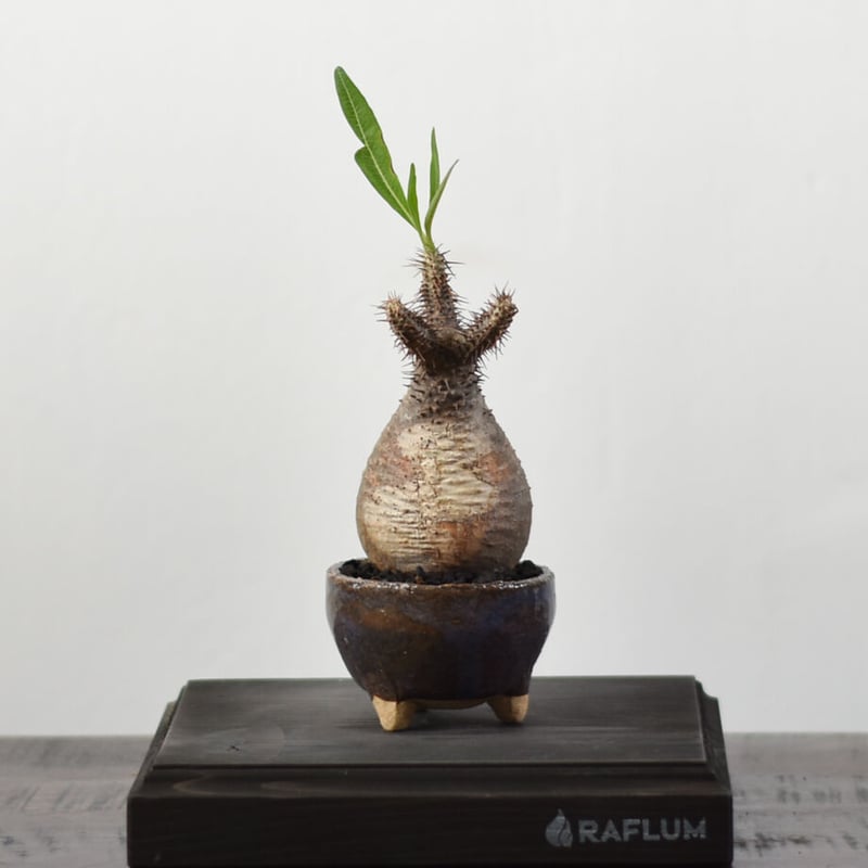 パキポディウム グラキリス 【発根済！こんもりとした良型！イチ押しの