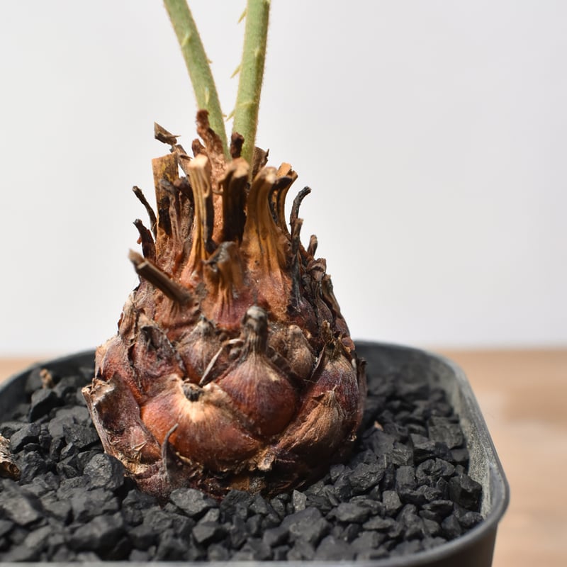 サイカス カイルンシアナ 【実生】RF25011360 | RAFLUM / ラフラム