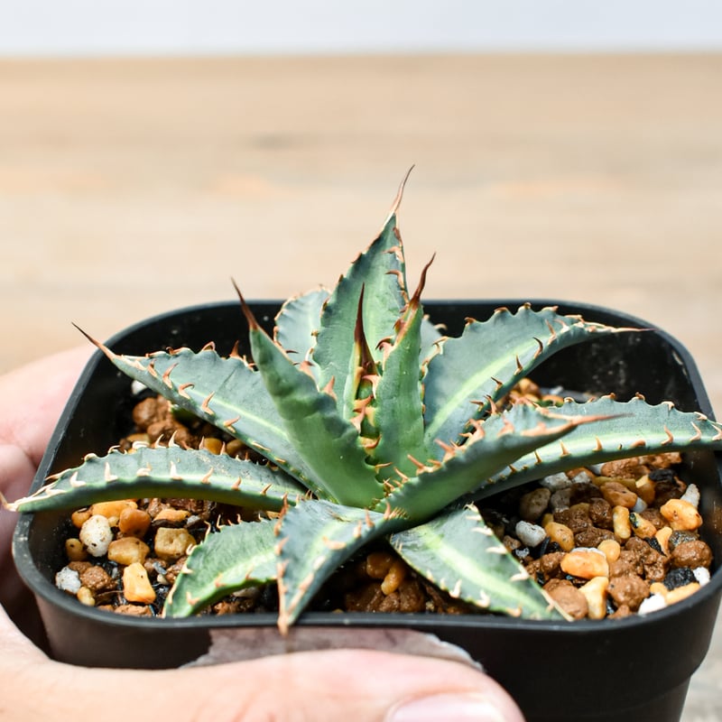 アガベ ハイブリット 