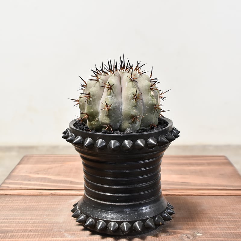 コピアポア シネレア 