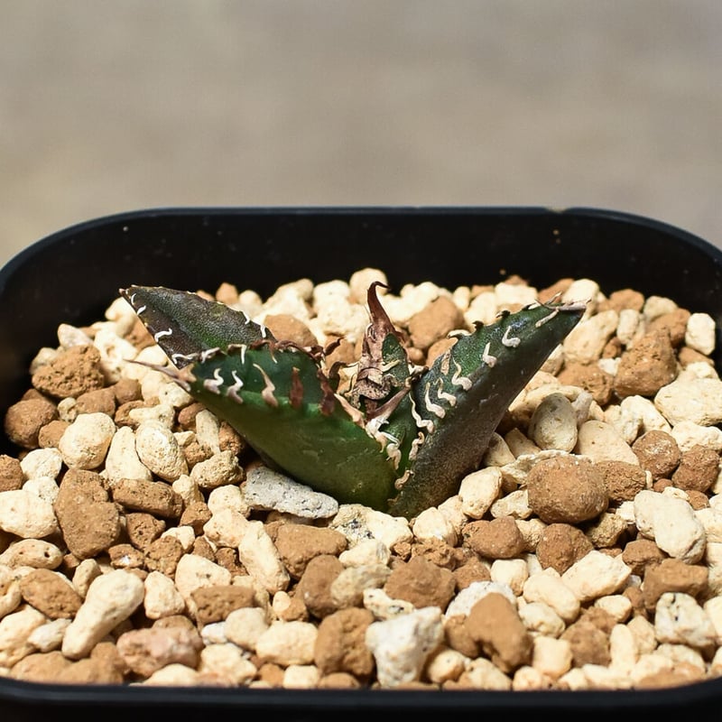 アガベ チタノタ 