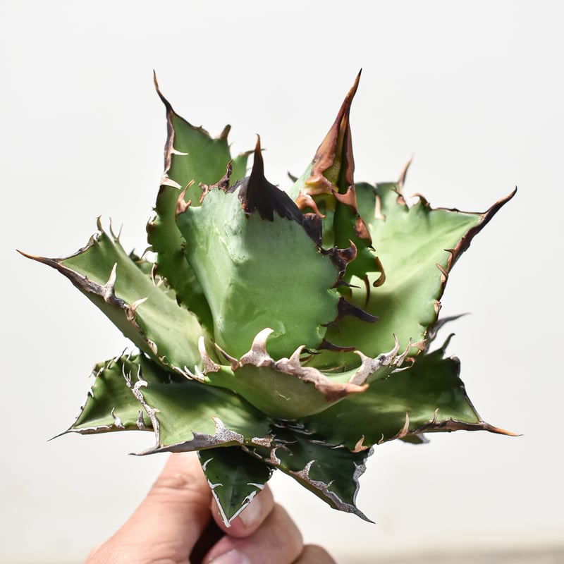 アガベ チタノタ チーター 