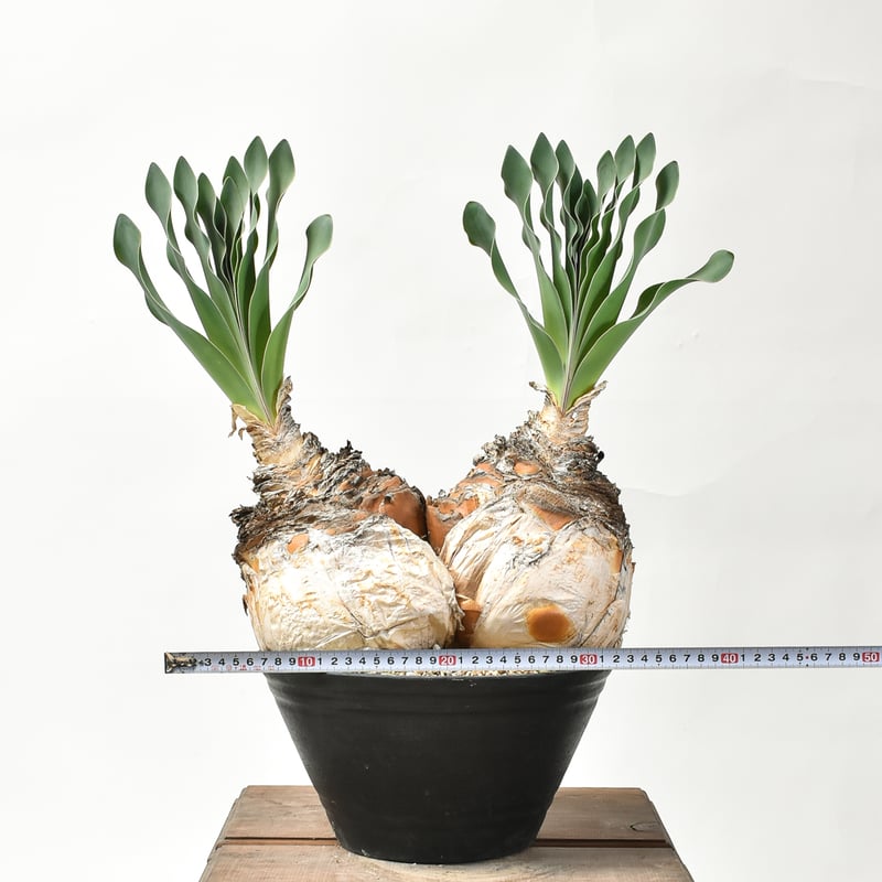 ブーファン ハエマンソイデス 