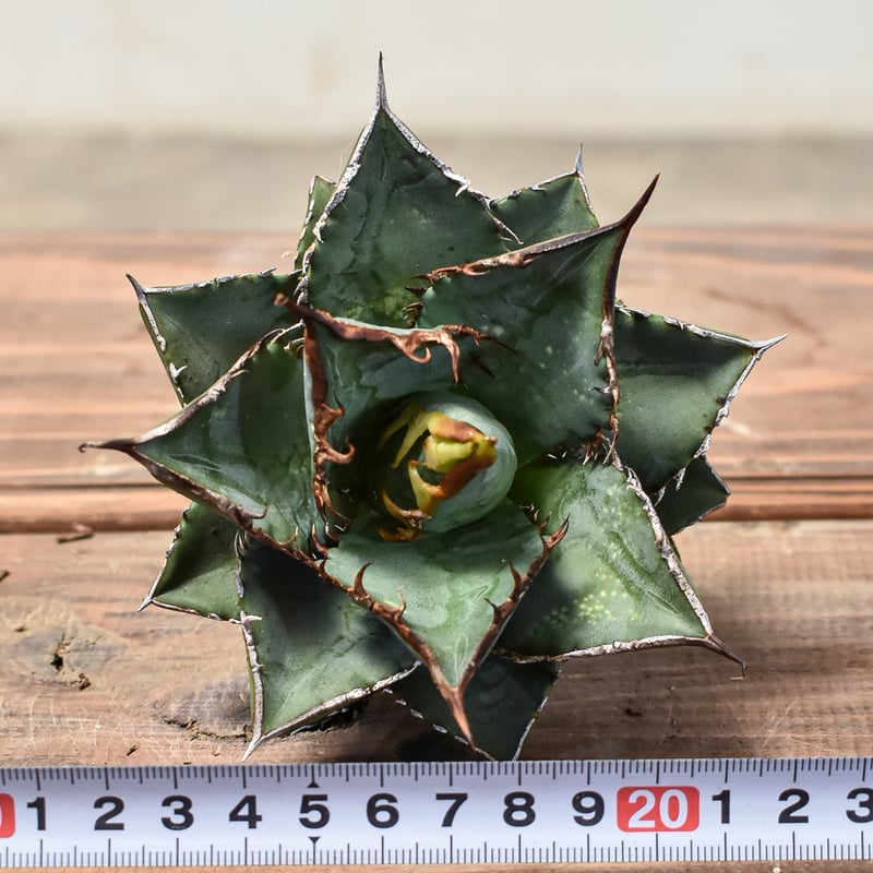 アガベ チタノタ 