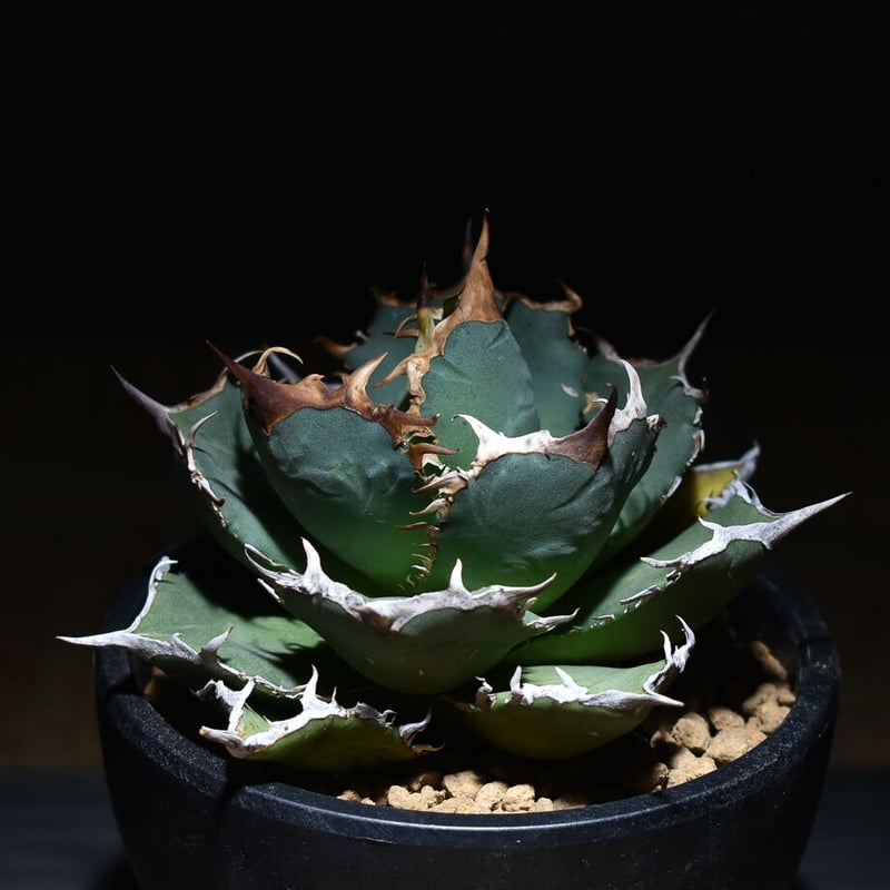 アガベ チタノタ 