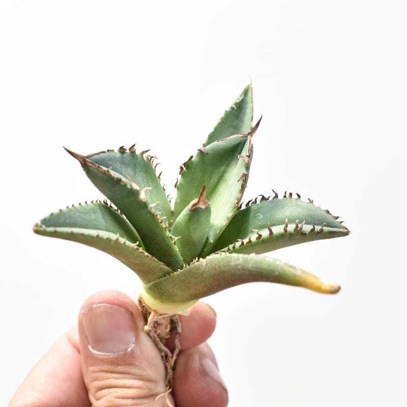 アガベ チタノタ DENNIS040 