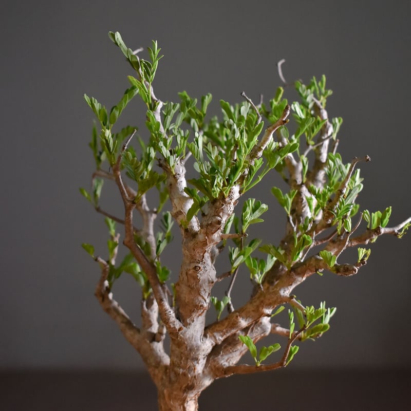 センナ メリディオナリス 【市場価値も高騰中！！盆栽のような雰囲気を