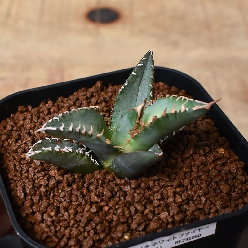 アガベ チタノタ ホワイトファイヤー 