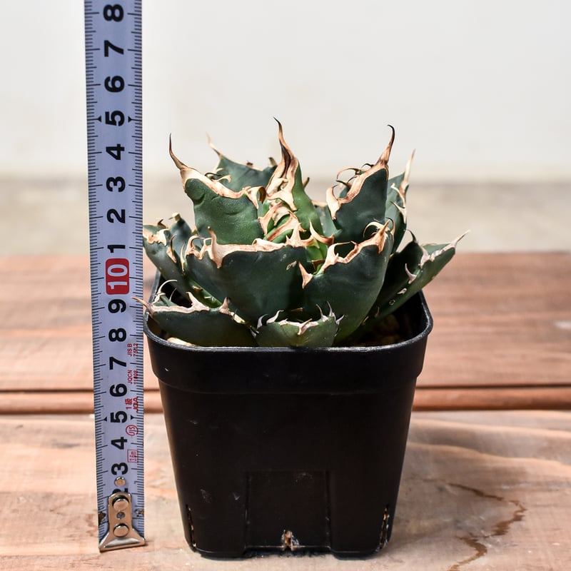 アガベ チタノタ 