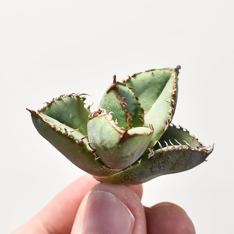 アガベ チタノタ 麻花 【台湾 dragon agave産/抜き苗】DG2400550 | R