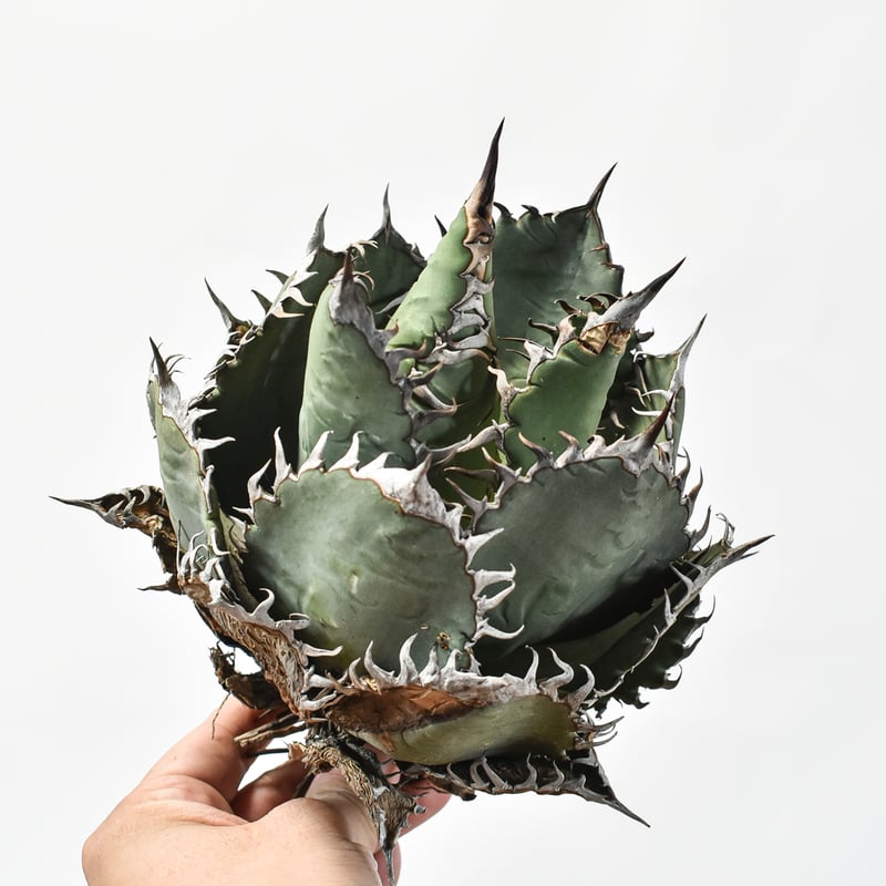 国内実生最高峰】アガベ オテロイ 