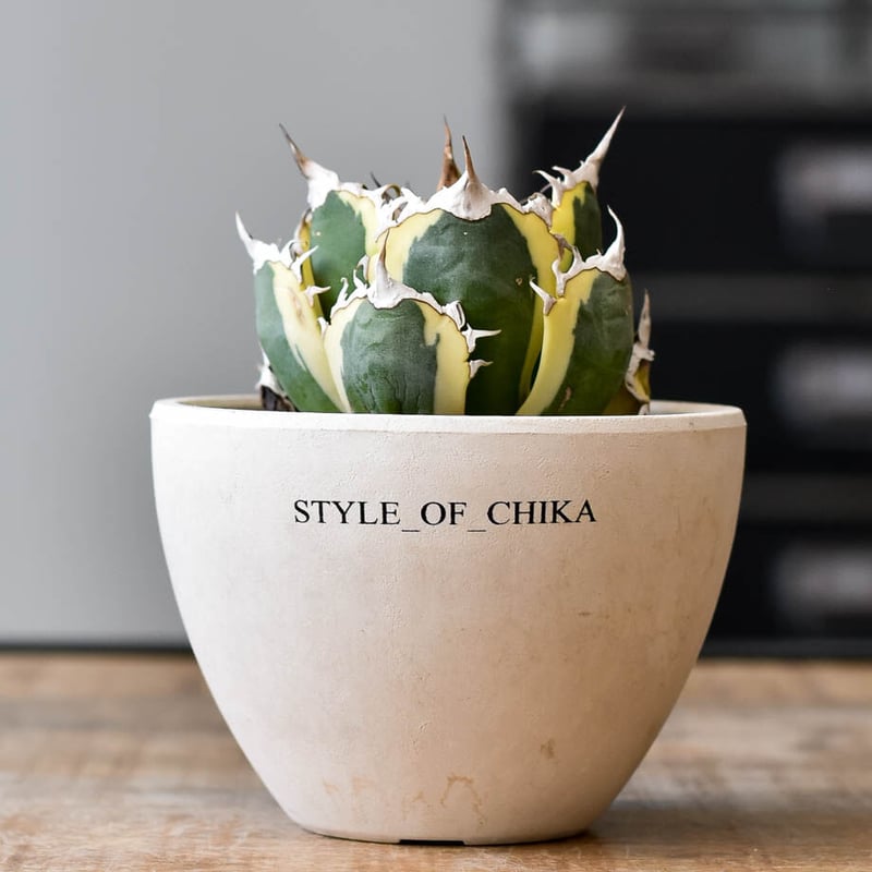 アガベ チタノタ スナグルトゥース【存在感抜群の大人気株！なかなか