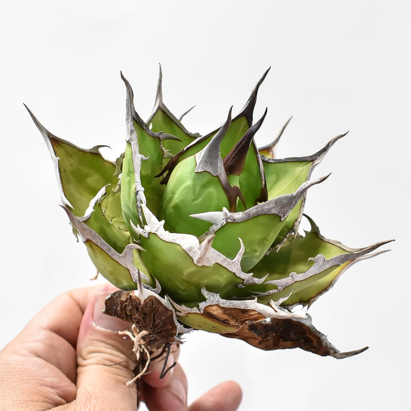 アガベ Dennis hybrid ホリダ×鬼爪（026） 