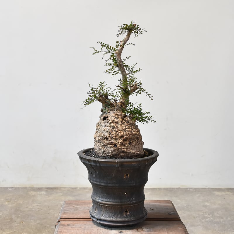 CP126 オペルクリカリア パキプス ベアルート株 KP126 オペルクリ