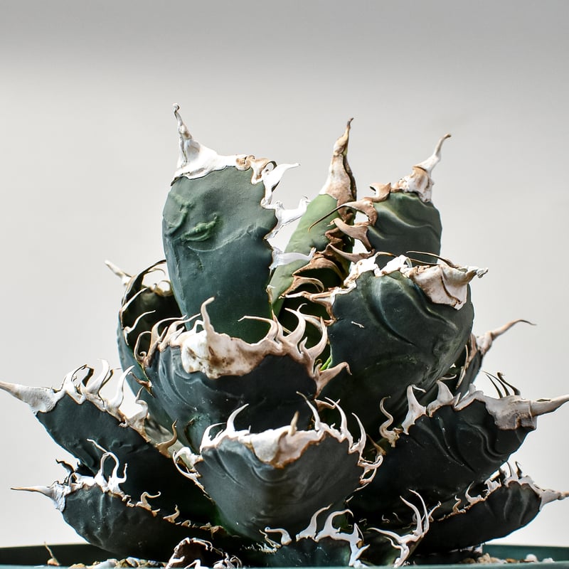 RAFLUMコレクション】アガベ チタノタ 