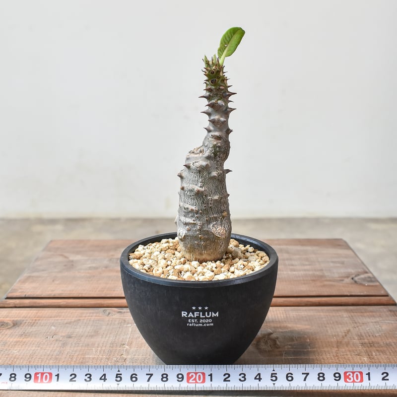 パキポディウム ウィンゾリー 【実生】GM2402207 | RAFLUM / ラフラム